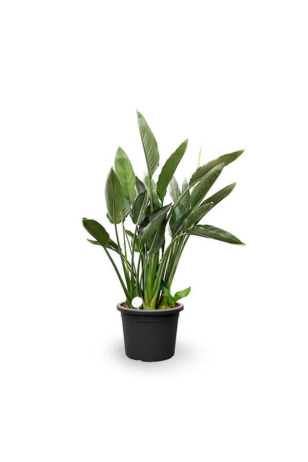 Strelitzia reginae L