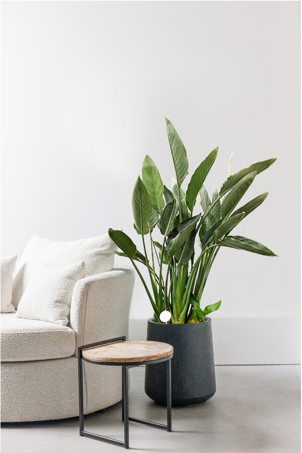Strelitzia reginae L