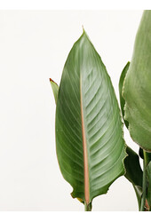 Strelitzia reginae L
