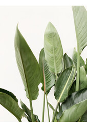 Strelitzia reginae L