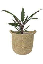 Pot Nelis naturel