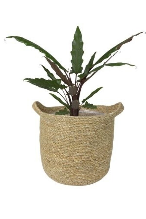 Pot Nelis naturel