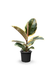 Ficus Elastica Tineke S