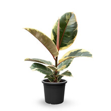 Ficus Elastica