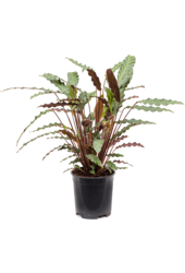 Calathea Rufibarba 'Wavestar'