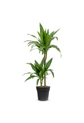 Dracaena fragrans Janet Lind
