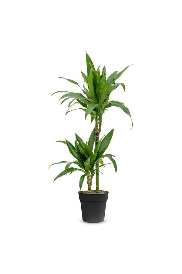 Dracaena fragrans Janet Lind