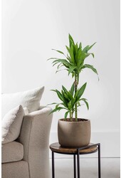 Dracaena fragrans Janet Lind