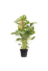 Monstera Deliciosa tuteur en mousse