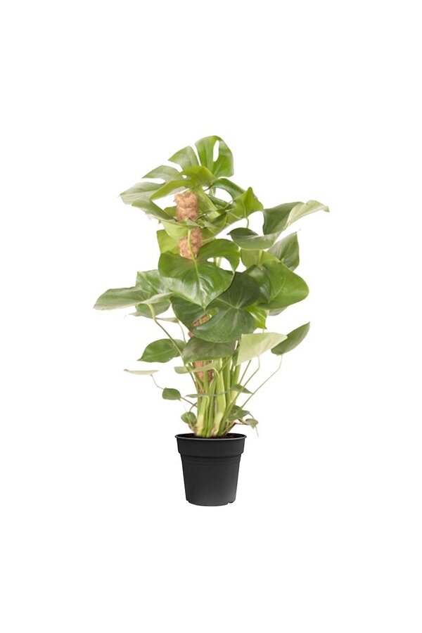 Monstera Deliciosa tuteur en mousse