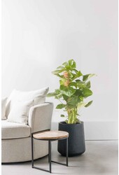 Monstera Deliciosa tuteur en mousse