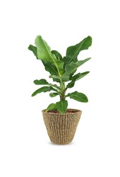 Bananier Musa dans un pot Jip