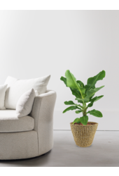 Bananier Musa dans un pot Jip