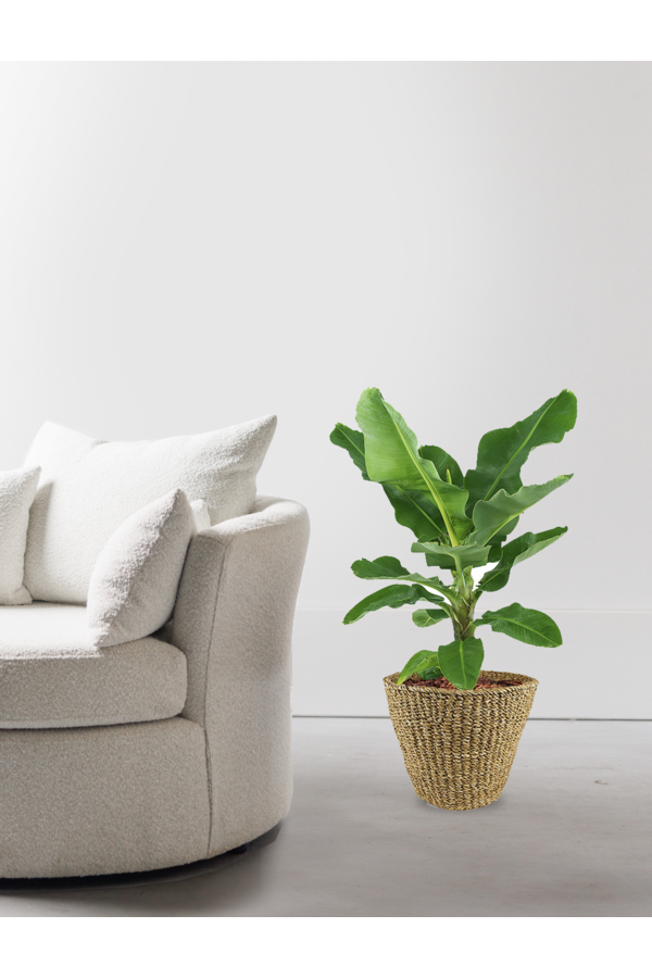Musa Bananenplant in Jip pot