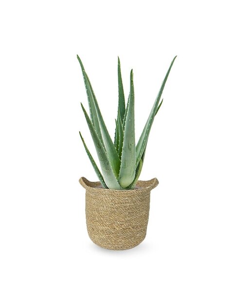 Herbe marine | Aloès