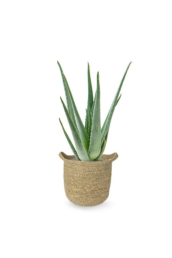 Aloe Vera dans un pot naturel Nelis