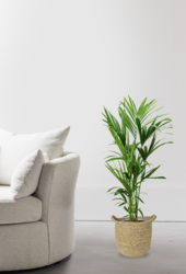Palmier Kentia dans un pot naturel Nelis