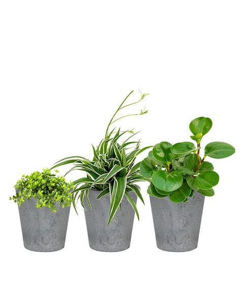 Pack de plantes