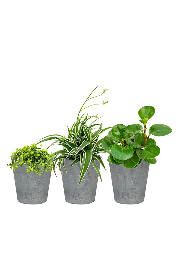 Plantenpakket vetplanten in Artstone
