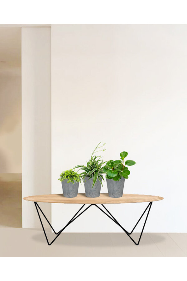 Plantenpakket vetplanten in Artstone
