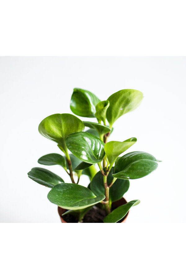 Plantenpakket vetplanten in Artstone