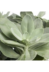 Plantenpakket vetplanten in Artstone