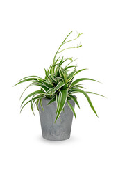 Spiderplant Ocean in Artstone