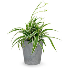 Artstone | Plante araignée