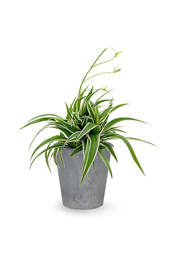 Plante araignée Ocean en Artstone