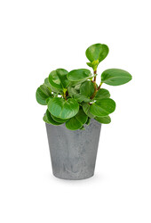 Peperomia obtusifolia in Artstone
