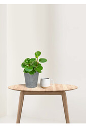 Peperomia obtusifolia en Artstone