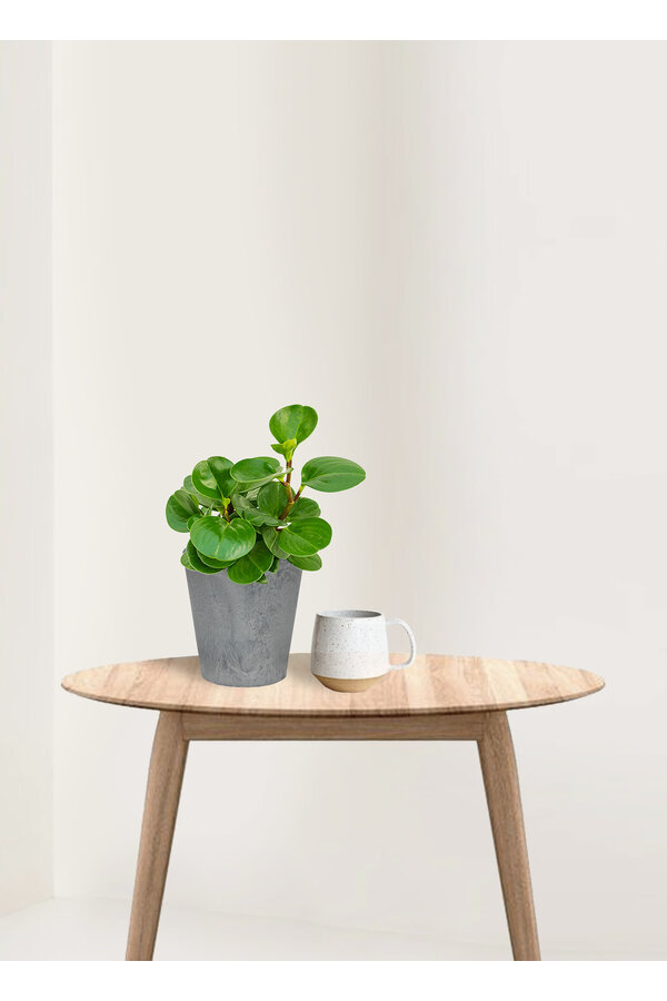 Peperomia obtusifolia in Artstone