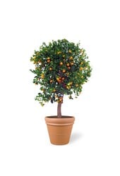 Sinaasappelboom XXXL in Terra Cotta