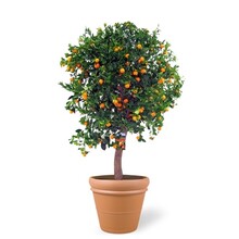 TerraCotta | Citrus Calamondin