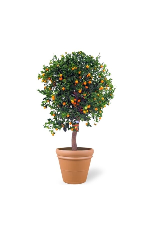 Oranger XXXL en Terre Cuite