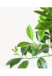 Oranger XXXL en Terre Cuite