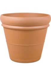 Sinaasappelboom XXXL in Terra Cotta