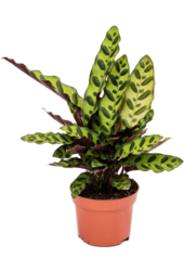 Calathea Insignis