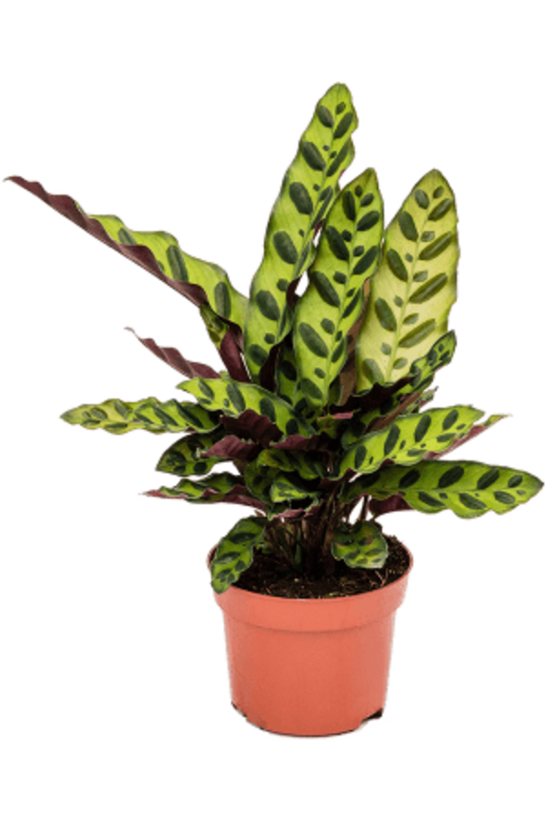 Calathea Insignis