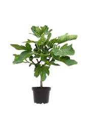 Ficus Carica Vijgenboom  S