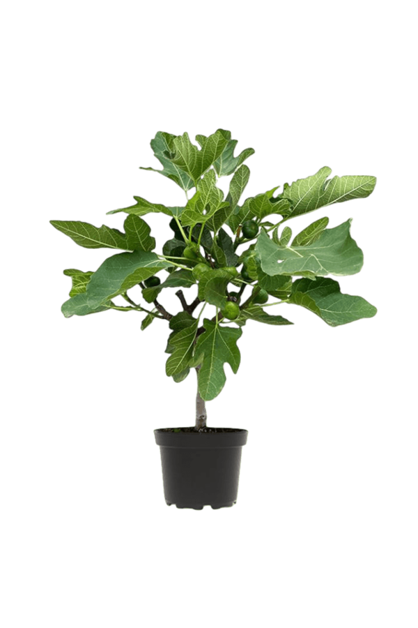 Ficus Carica Vijgenboom  S
