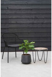 Ficus Carica Vijgenboom  S