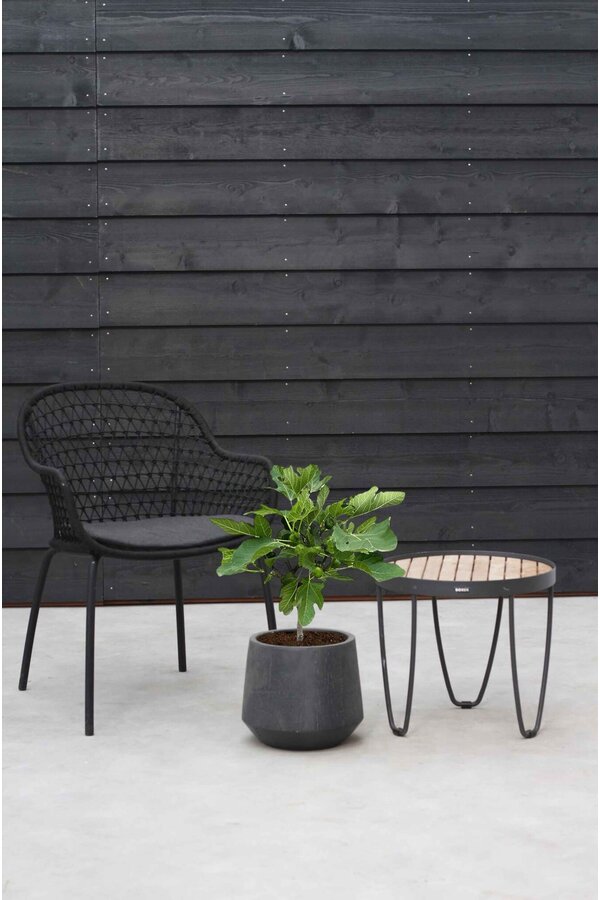 Ficus Carica Figuier S