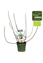 Ficus Carica Vijgenboom  M