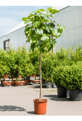 Ficus Carica Vijgenboom  L