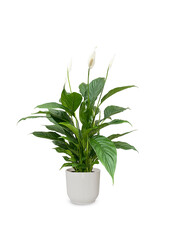 Lepelplant in Vibes Fold