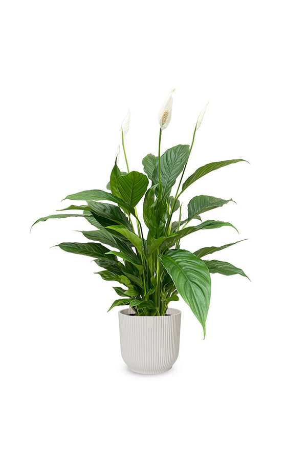 Spathiphyllum dans Vibes Fold