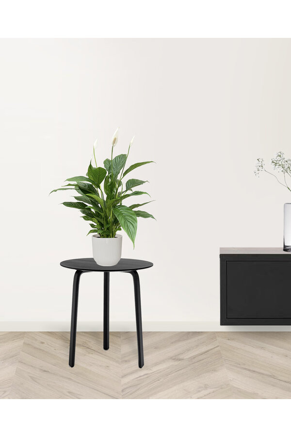 Lepelplant in Vibes Fold