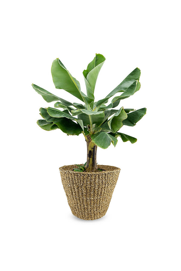 Bananenplant Musa Tropicana XL in Jip pot