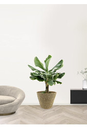 Bananenplant Musa Tropicana XL in Jip pot